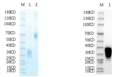 Reducing 12% SDS-PAGE and WB analysis profile of purified S83A<br />1. S83A<br />2. BSA